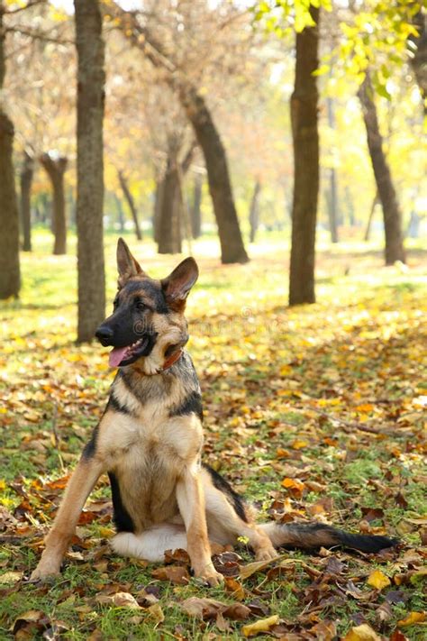 German Shepherd In The Autumn Park Dog In Forest Stock Image Image