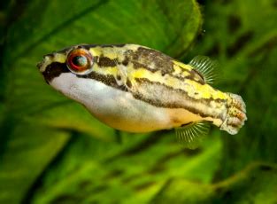 Ikan buntal dari kalimantan dan sumatra. IKAN BUNTAL SUNGAI - PENYULUH PERIKANAN