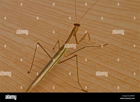The Longest Insect In The World The Stick Bug Aka Phasmatodea