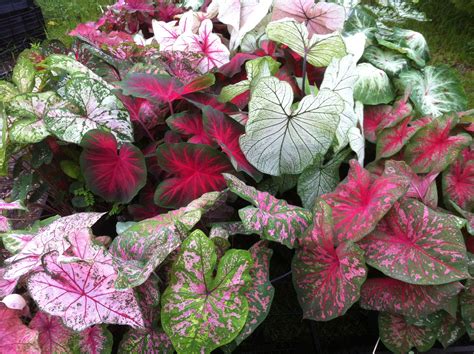 Caladiums Come In All Colors Of The Rainbow And Complement Each Other