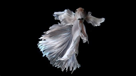 Albino Betta Fish Picture 14 Hd Wallpapers Wallpapers Download