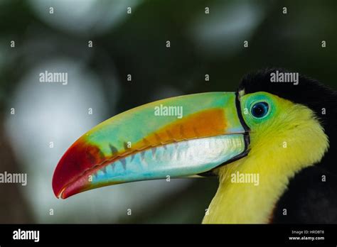 The Keel Billed Toucan Sulfur Breasted Toucan Or Rainbow Billed Toucan