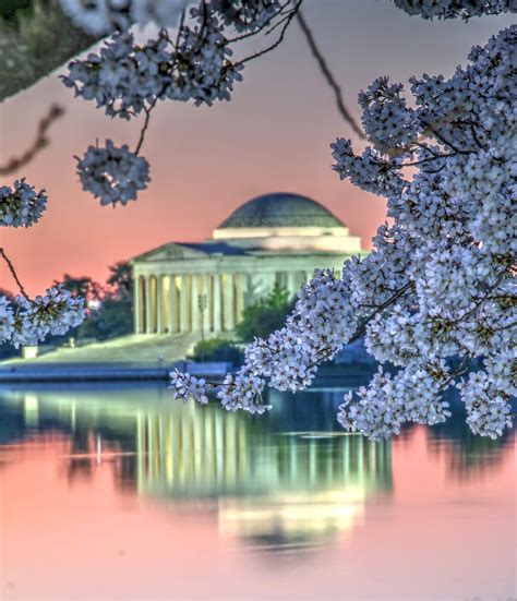 Cherry Blossoms And Jefferson Smithsonian Photo Contest Smithsonian