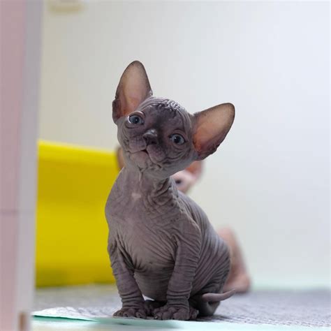 Sphynx Kitten For Sale