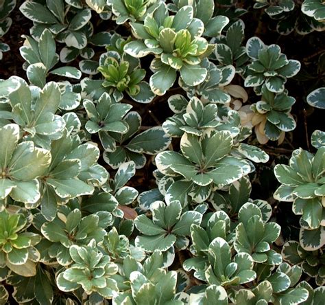 The growth habit is compact. Cuttings! Variegated Japanese Mock Orange Pittosporum ...