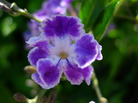 The flowers become pollinated by sunbirds, with the pollen resting on the feet of the birds when they perch upon the plant. Little Purple Flower | Southern California flowers purple ...