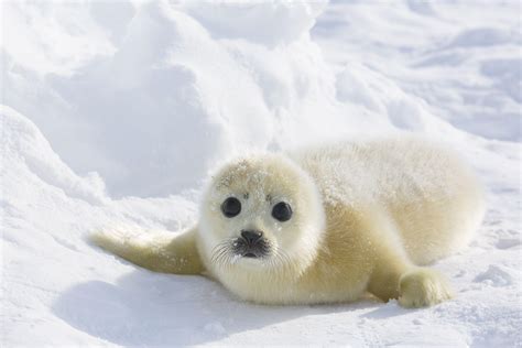 Baby Harp Seal Wallpapers Top Free Baby Harp Seal Backgrounds