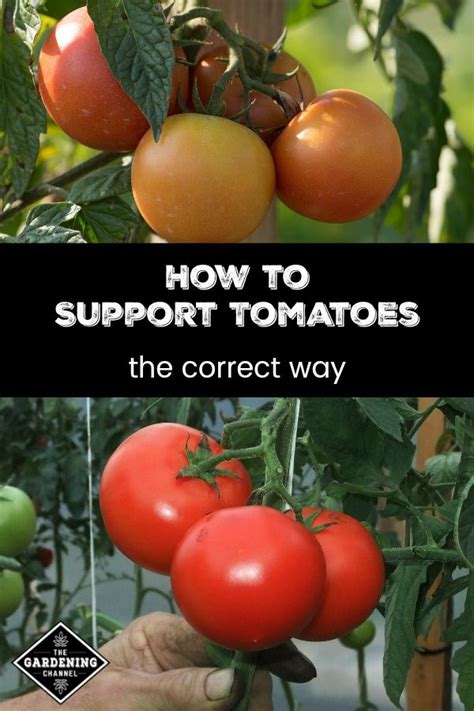 How To Support Your Tomatoes Gardening Channel Growing Tomatoes