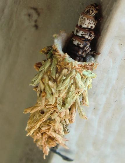 Caterpillars That Are Making Cocoons All Over My House Thyridopteryx Ephemeraeformis