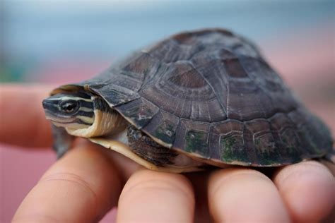 5 Small Turtle Breeds The Smallest Turtles In The World 2022 In