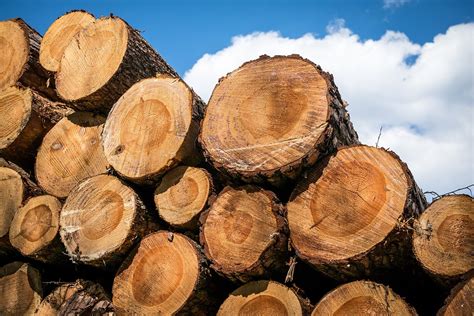 Wood Strains Tree Trunks Annual · Free Photo On Pixabay