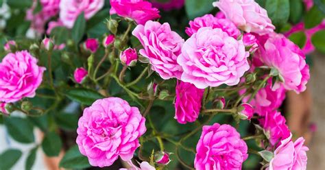 15 Of The Best Miniature Teacup Roses Gardeners Path