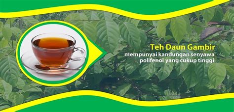 Kenali berbagai manfaat dan cara penggunaannya. Manfaat Teh Daun Gambir