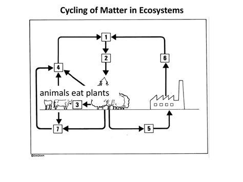 Cycling Of Matter In Ecosystems Ppt Download