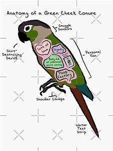 Quot Anatomy Of A Green Cheek Conure Quot Unisex T Shirt By Mommysketchpad