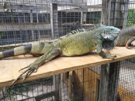 Florida Iguana And Tortoise Breeders
