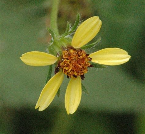 It is native to the americas but is widely distributed as an introduced species in other regions worldwide including eurasia, africa, australia, south america and. Bidens pilosa L. | Plants of the World Online | Kew Science