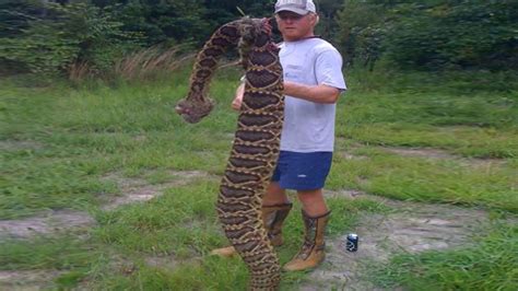 Worlds Largest Rattlesnake Found In Florida Youtube