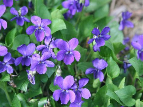 Kill Wild Violets How To Get Rid Of Wild Violets In Lawn