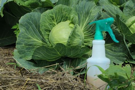 Organic Pest Control Spray For Gardens