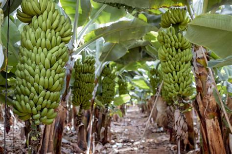 High Density Banana Plantation Spacing Plants Per Acre Techniques