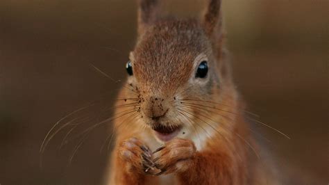 Brown Squirrel Close Up Photography Hd Wallpaper Wallpaper Flare