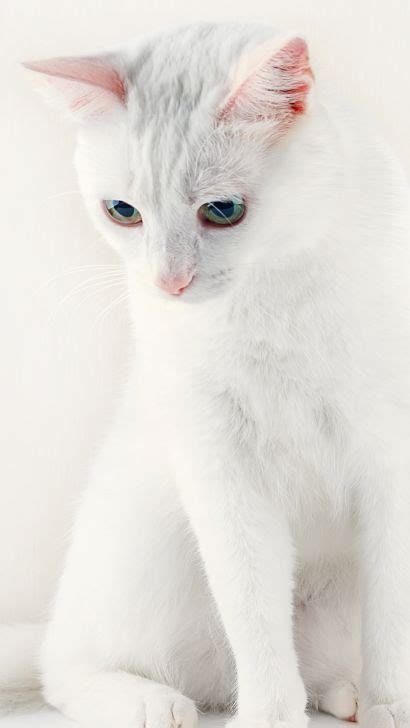 Turkish Angora Cat Breed The Ultimate Guide For Owners Essential