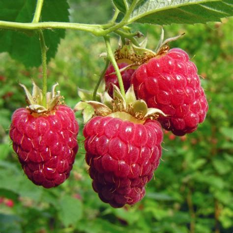 How To Prune Raspberries The Garden Of Eaden