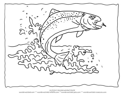 Fish Outline Drawing Coloring Home