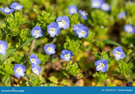 Little Blue Flowers On The Grass In Nature Stock Photo Image Of Petal