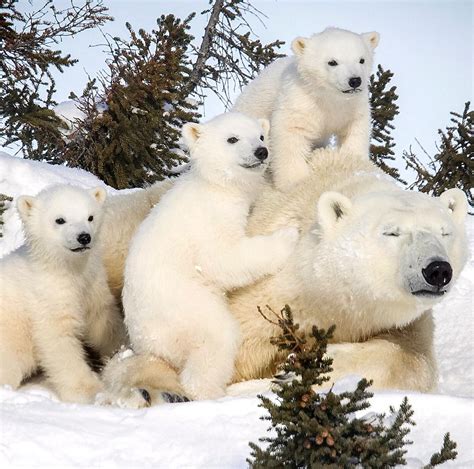 Polar Bear And Cubs Leave Den Photos Polar Bear And Cubs Emerge