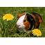 What To Know About Guinea Pigs  Snellville Pet Sitter 2 Paws Up Inc