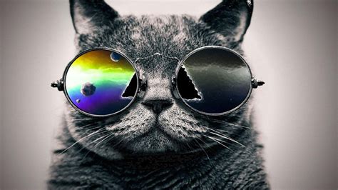 Hipster Cat Pictures For Free Wallpaper 1366x768 Wallpaper
