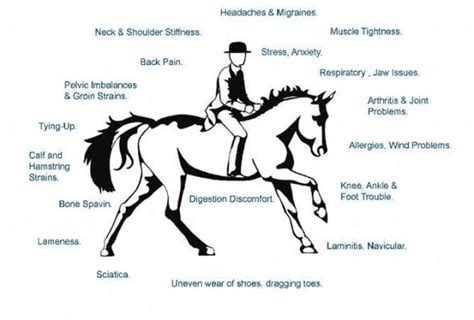 Animal Mrt Back Pain In The Equine Athlete
