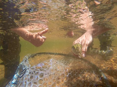Piney z lake is situated east of perkins, close to csx railorad tracks. Piney Lake and Upper Piney River | Fly Fishing Report ...