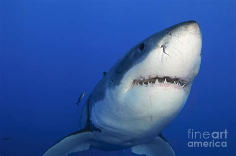 Female Great White Shark Guadalupe Photograph By Todd Winner Fine