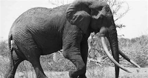 Cazadores Furtivos Matan A Satao Ii Uno De Los Elefantes Más Antiguos