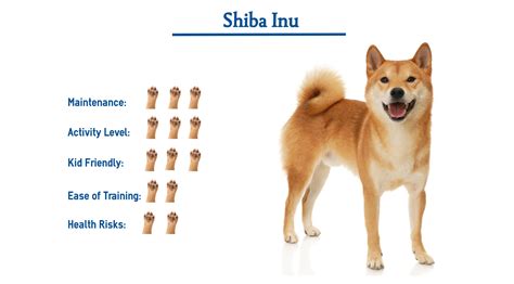 What Health Problems Do Shiba Inus Have