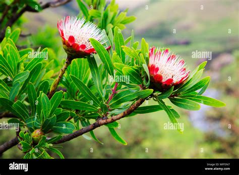 Protea Tree High Resolution Stock Photography And Images Alamy