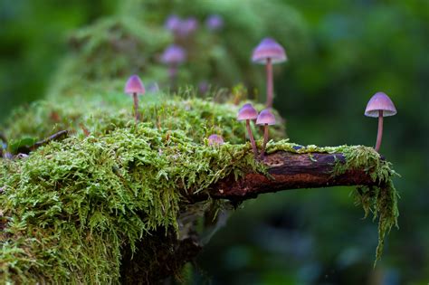 Go take some mushrooms and look for the bunny Magic Mushrooms: Psychedelic Mushrooms Explained