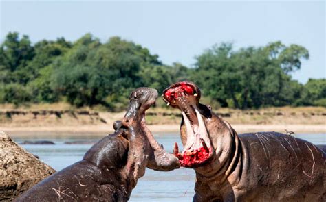 hipopótamo información características y curiosidades