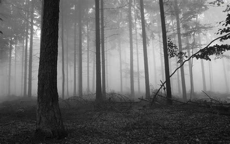 Black And White Forest Wallpaper 57 Images