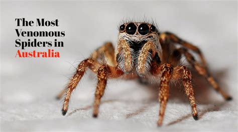 Australian Spiders The 10 Most Dangerous Irish Around Oz