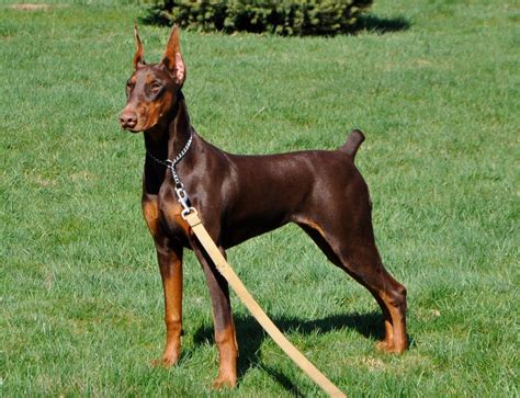 Growth Chart Of Puppy Weight And Height Page 14 Doberman Forum