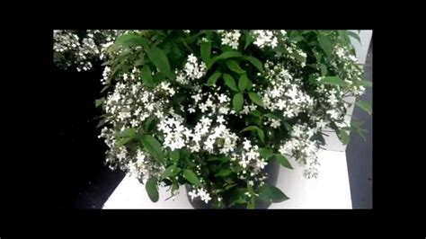 Best Flowering Shrubs Chinese Snow Flower Deutzia