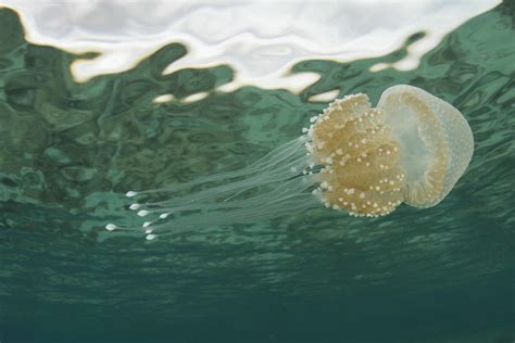 Global Swarming Are Jellyfish Taking Over Our Oceans Australian