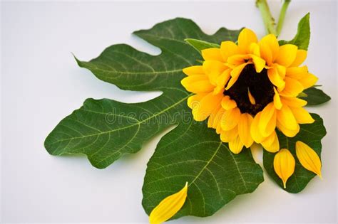 Sunflower And Leaf Stock Photo Image Of Green Nature 120801526