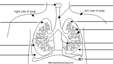 Diagram Of The Lungs