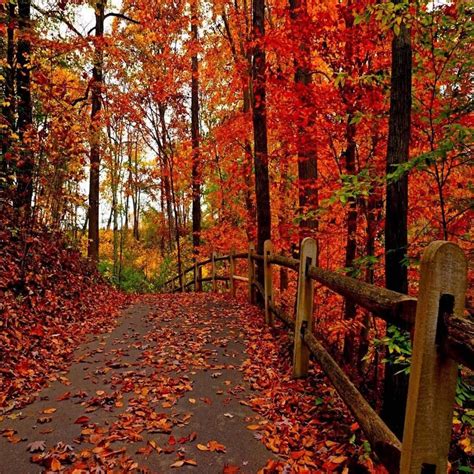 Autumn Path Fall Desktop Backgrounds Autumn Trees Autumn Forest