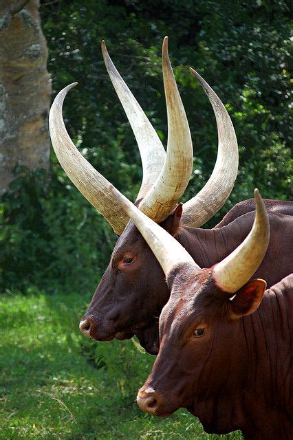 Ankole Watusis Animals With Horns African Animals With Horns